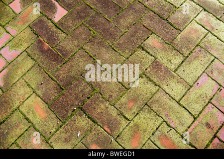 Moos growing on ceramic tiles in a patio Stock Photo