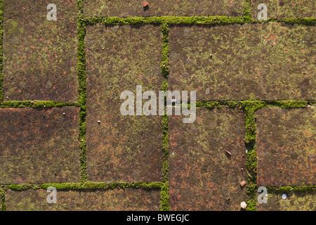 Moos growing on ceramic tiles Stock Photo