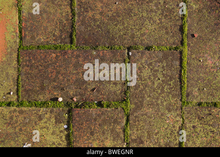 Moos growing on ceramic tiles Stock Photo