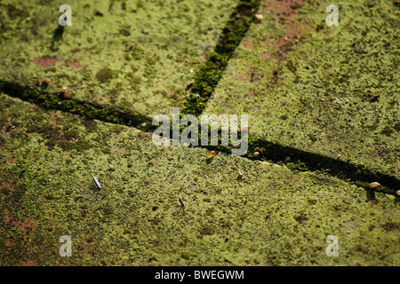 Moos growing on the ceramic tiles Stock Photo