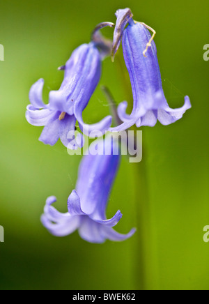 Common bluebell (Hyacinthoides non-scripta) Stock Photo