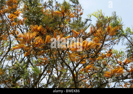 Southern Silky Oak, Silky-oak, or Australian Silver-oak, Grevillea robusta, Proteaceae. Stock Photo