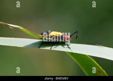 African Longhorn Beetle, Purpuricenus laetus laetus, Trachyderini, Cerambycinae, Cerambycidae, Coleoptera. Stock Photo
