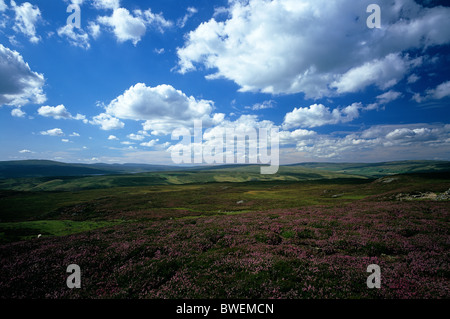 A view of Upper Teesdale in heather moorland near Langdon Beck, County Durham Stock Photo
