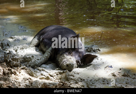 Free range Berkshire pig happily wallowing in muddy clay in pond at Coopers Farm, Stonegate East Sussex UK Stock Photo