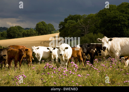 Rare breed British-White with other beef cattle grazing on organic hillside in summer sunshine under dark approaching storm Kent Stock Photo