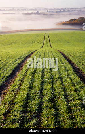 Misty morning view of Kentish countryside with recently planted field of winter wheat in autumn valley  Kent UK Stock Photo