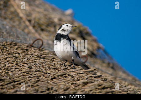 pied wagtail bird sitting on thatched cottage roof Stock Photo