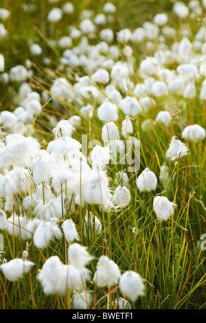 Marsh green vegetation during fruiting - cotton grass Stock Photo