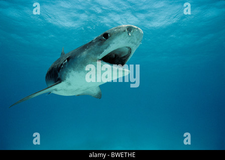 Tiger Shark (Galeocerdo cuvier). Egypt - Red Sea. Stock Photo