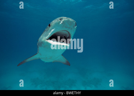 Tiger Shark (Galeocerdo cuvier). Egypt - Red Sea. Stock Photo