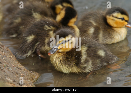Mallard (Anas platyrhynchos) - Ducklings Stock Photo