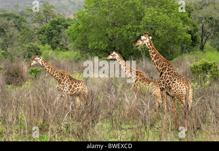South African Giraffe, Giraffa camelopardalis giraffa, Giraffidae. Hluhluwe-Umfolozi Game Reserve, Kwazulu Natal, South Africa. Stock Photo