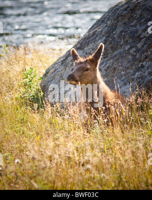 Elk Calf Stock Photo