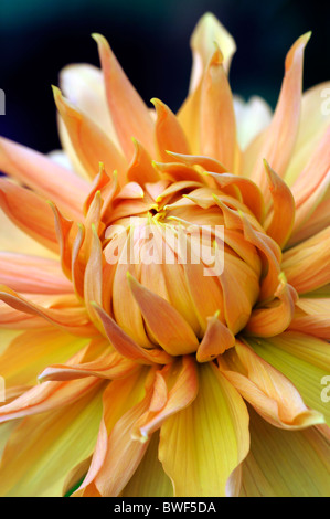 dahlia hamari gold bronze flower bloom blossom decorative type variety color colour Stock Photo