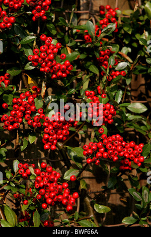 Pyracantha 'Red Column' Shrub with red berries Stock Photo