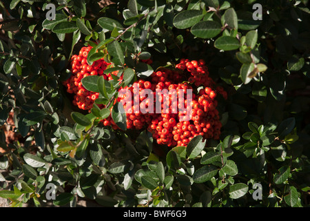 pyracantha bush berries Stock Photo