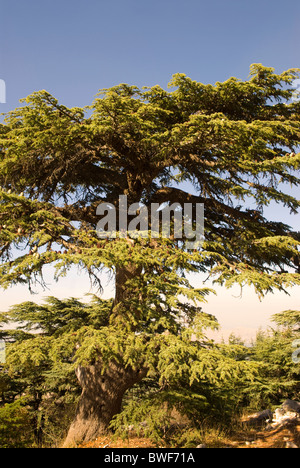 Cedar tree (Cedrus libani), Chouf Cedar Reserve, Chouf, LEBANON. Stock Photo