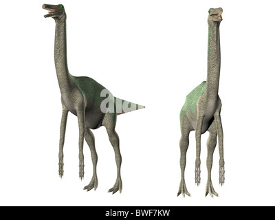 3D illustration of dinosaur Gallimimus isolated over white Stock Photo