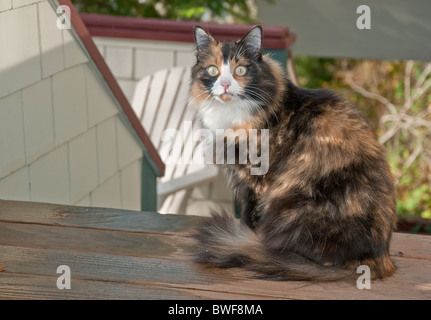 This beautiful calico housecat is sitting outside on a deck with it's striking green eyes staring straight ahead. Stock Photo