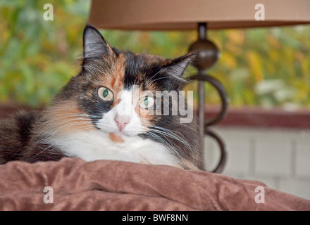 This beautiful long haired calico cat with green eyes is relaxing indoors on a brown pillow with a modern lamp in the background Stock Photo