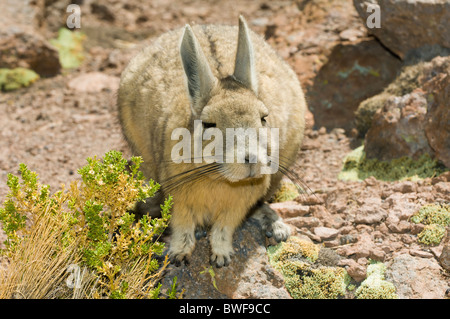 Southern Viscacha or Mountain Viscacha (Lagidium viscacia), Chinchillidae family, Potosi, Bolivia Stock Photo