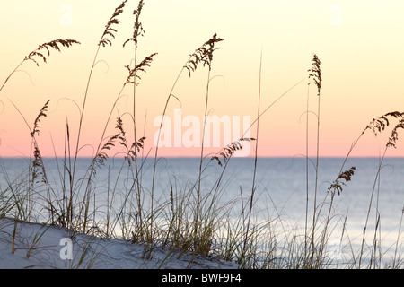 Silhouette of sea oats and a peaceful beach scene in the background. Panama City Beach, Gulf Coast, Florida.