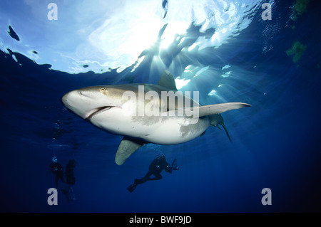 Oceanic White Tip Shark and Divers Stock Photo