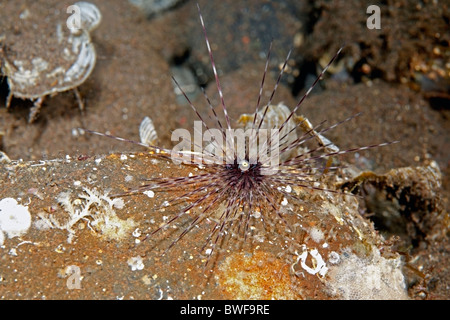 Long spined sea urchin, Diadema savignyi. Tulamben, Bali, Indonesia. Bali Sea, Indian Ocean Stock Photo