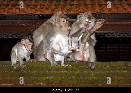 Two female Long-tailed Macaques, or Crab Eating Macaque, Macaca fascicularis, caring for their babies Stock Photo