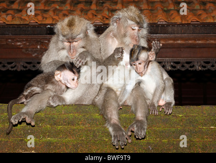 Two female Long-tailed Macaques, or Crab Eating Macaque, Macaca fascicularis, grooming their babies Stock Photo