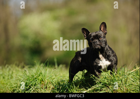 French Bulldog Stock Photo
