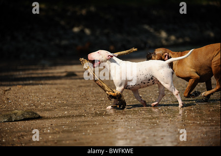 playing English Bull Terrier Stock Photo