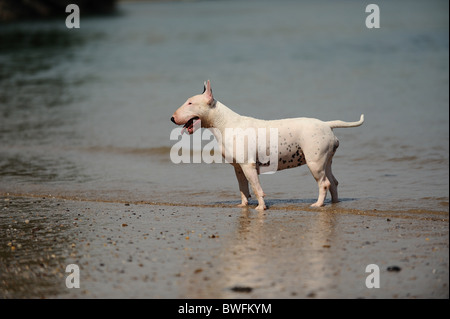 English Bull Terrier Stock Photo