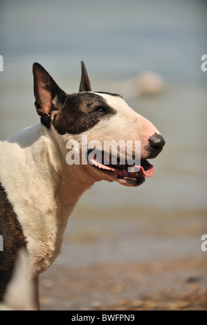 English Bull Terrier Portrait Stock Photo