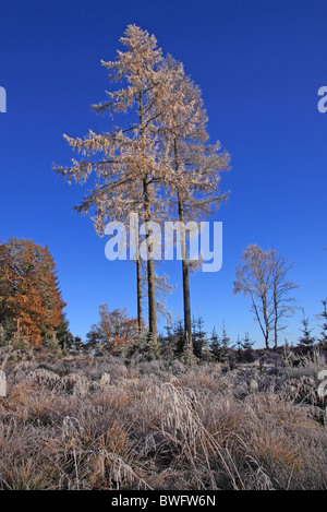 UK Britain Frosted Larch Trees Stock Photo