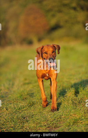 walking Rhodesian Ridgeback Stock Photo - Alamy