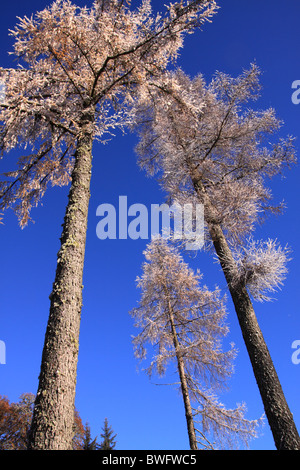 UK Britain Frosted Larch Trees against a blue sky Stock Photo