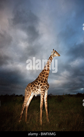 Giraffe (Giraffa camelopardalis) in dramatic light, Kruger National Park, Mpumalanga Province, South Africa Stock Photo