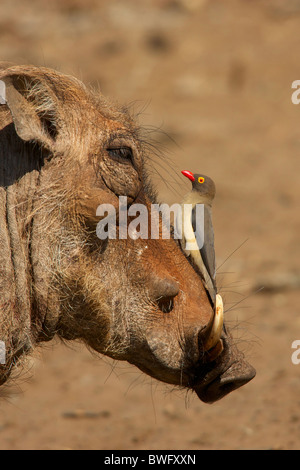 An Oxpecker on a warthogs snout, Isimangaliso,  Kwazulu-Natal, South Africa Stock Photo