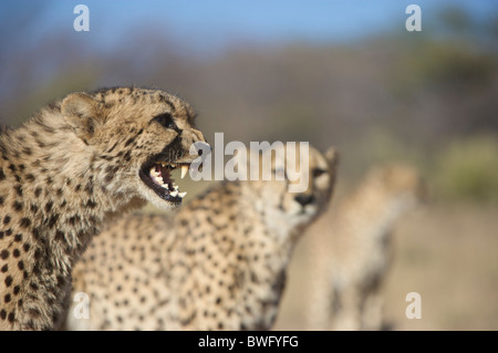 Cheetah (Acinonyx Jubatus) snarling with others in background, Namibia Stock Photo