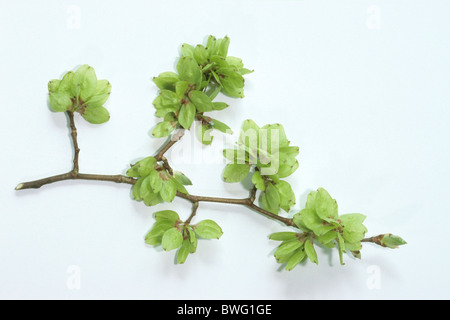 Wych Elm (Ulmus glabra), twig with fruit, studio picture. Stock Photo