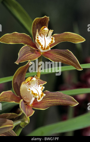 Orchid (Cymbidium lowianum x tracyanum), flower. Stock Photo