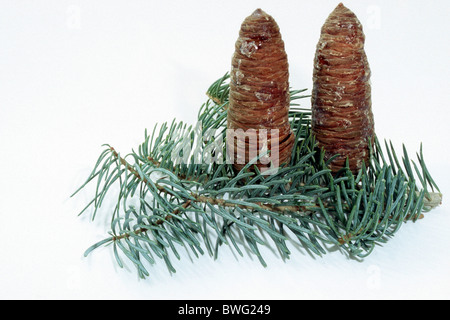 Colorado Fir, White Fir (Abies concolor), twig with cones, studio picture. Stock Photo