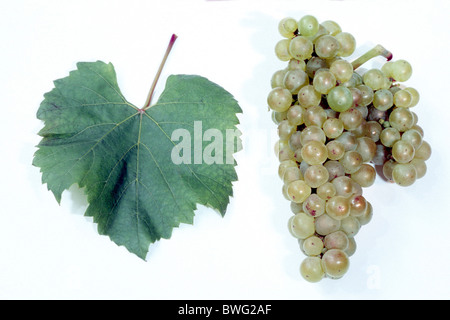 Grape Vine (Vitis vinifera), variety: Chardonnay, grape and leaf, studio picture. Stock Photo