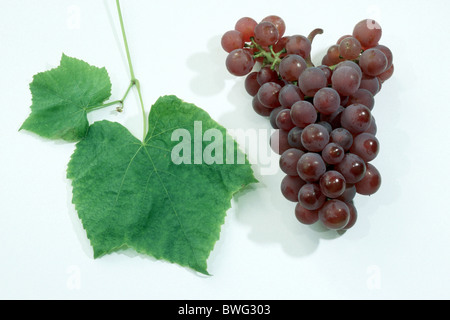 Grape Vine (Vitis vinifera), variety: Decora, grape and leaves, studio picture. Stock Photo