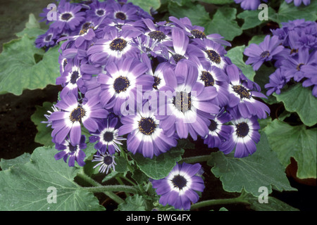 Florists Cineraria (Pericallis x hybrida, Cineraria x hybrida, Senecio cruentus-Hybrid), flowering. Stock Photo