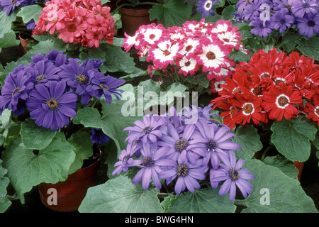 Florists Cineraria (Pericallis x hybrida, Cineraria x hybrida, Senecio cruentus-Hybrid), flowering. Stock Photo