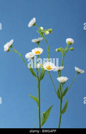 Annual Fleabane (Erigeron annuus), flowering, studio picture. Stock Photo