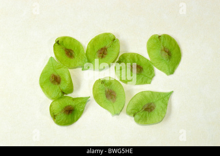 Wych Elm (Ulmus glabra), fruit, a winged samara, studio picture. Stock Photo